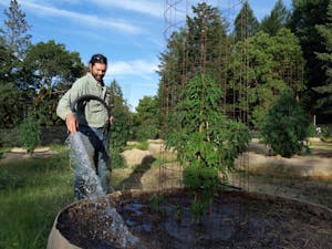 cannasseur Jerry Munn watering his boutique cannabis