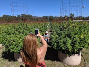 a tourist taking a pic of a friend on a cannabis farm