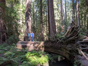 two people standing na a fallen giant redwood tree in the Emerald Triangle