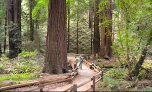People from tours Sf offers in Muir Woods