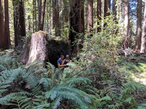 A cannasseur couple in front of a giant tree stump in The Emerald Triangle