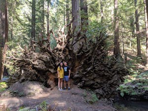 A cannasseur couple in front of a downed giant redwood tree