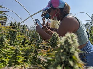 Tourists taking pics of weed on a California cannabis farm tour