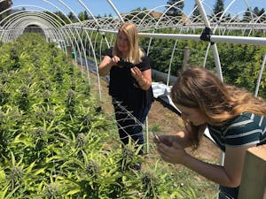Women taking pics of cannabis plants on a Northern California cannabis farm.