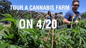 cannasseurs explore cannabis farm