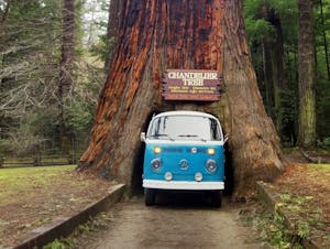 a VW bus driving through a giant redwood tree 