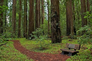 a bench in the middle of the giant redwoods