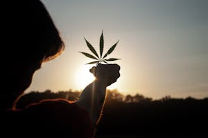cannasseur holding a cannabis leaf to the sun