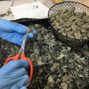 close up of hands trimming cannabis flowers