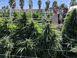 Tourists on a cannabis farm tour