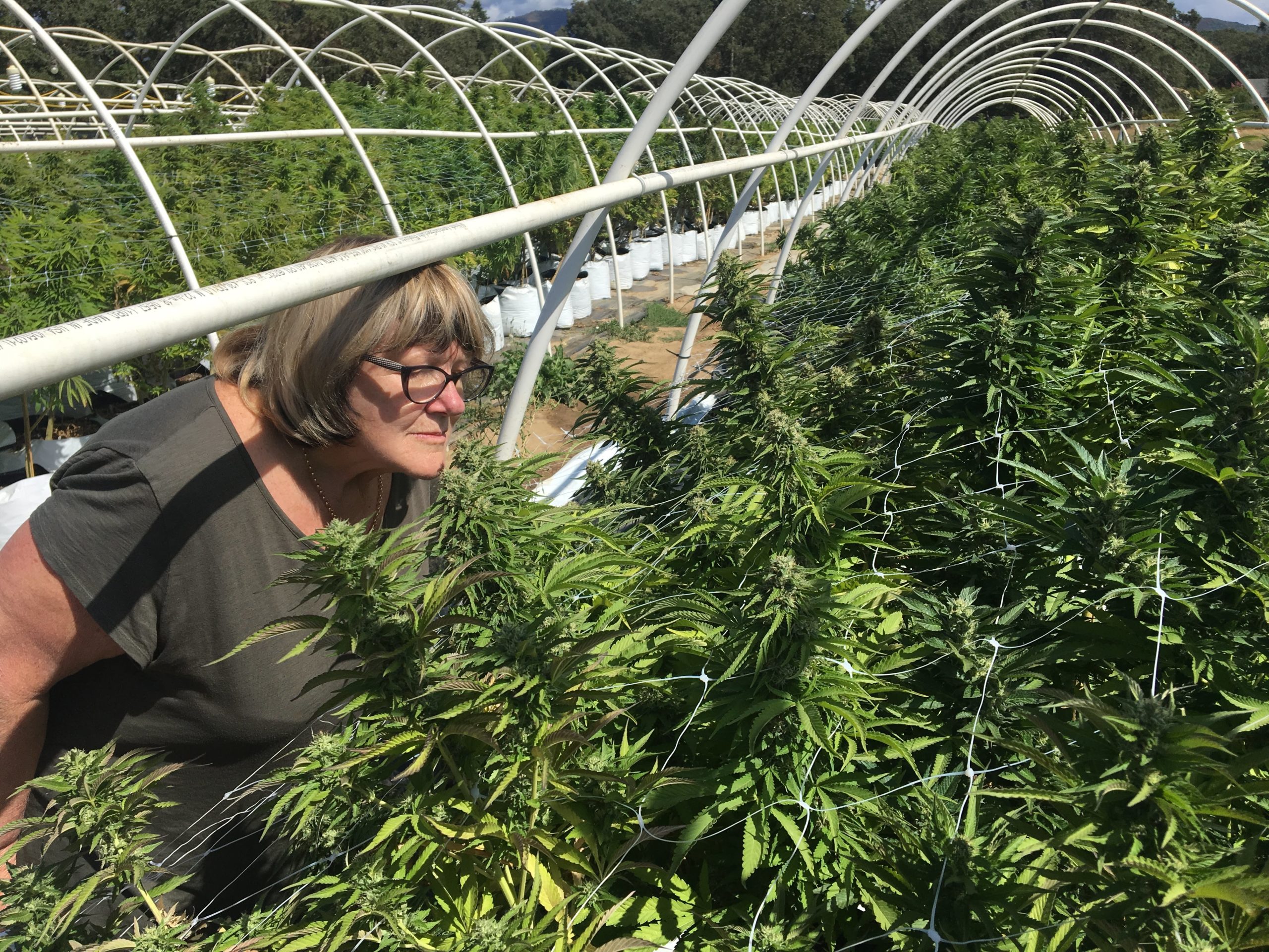 Woman smells cannabis plants