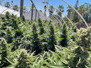 Cannabis plants on one of the pot farms in California's Emerald Triangle
