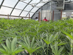 Cannasseur California Equity Grant Participants in a cannabis greenhouse full of weed