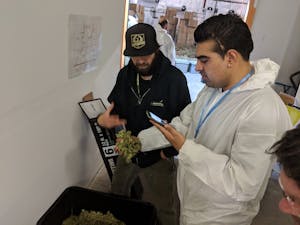 a cannasseur inspects curing buds on a weed tour