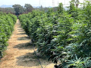 Mature pot plants at one of the pot farms in California's Emerald Triangle
