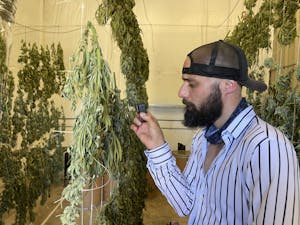 a cannasseur checks out pot plants hanging to dry