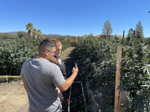 cannasseurs taking pics of cannabis plants on one of the pot farms in California's Emerald Triangle