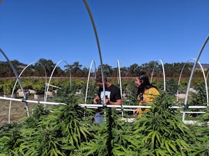 European cannasseurs on one of the pot farms in California's Emerald Triangle