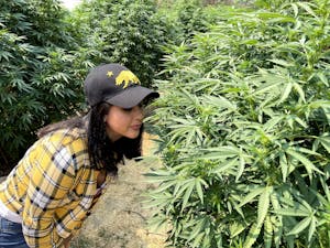 A cannasseur smells a cannabis plant on one of the pot farms in California's Emerald Triangle