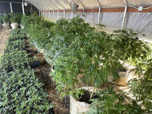 Mother plants and clones on one of the pot farms in California's Emerald Triangle