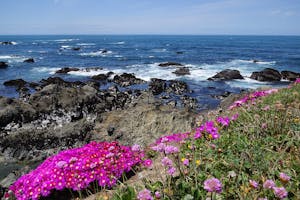 Flowers on the Mendocino coast