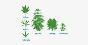 diagram showing Cannabis Sativa, Cannabis Indica, and Cannabis Ruderalis