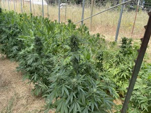 Rows of Cannabis Ruderalis crosses at Tall Tree Society Farms in Northern California