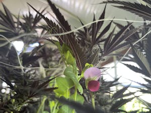 a flowering pea plant growing among cannabis plants