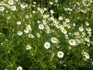 Chamomile flowers, a source of the terpene Bisabolol
