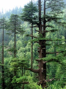 Cedar trees, a source of the terpene Carene