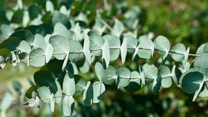 Eucalyptus, a source of the terpene Eucalyptol