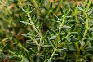 Thyme, a source of the terpene Myrcene