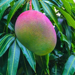 Mango, a source of the terpene Ocimene