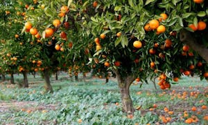 Valencia oranges, a source of the terpene Valencene