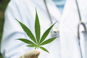 Doctor holding cannabis leaf