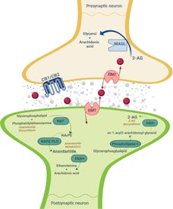 a diagram of endocannabinoids and their neuro receptors