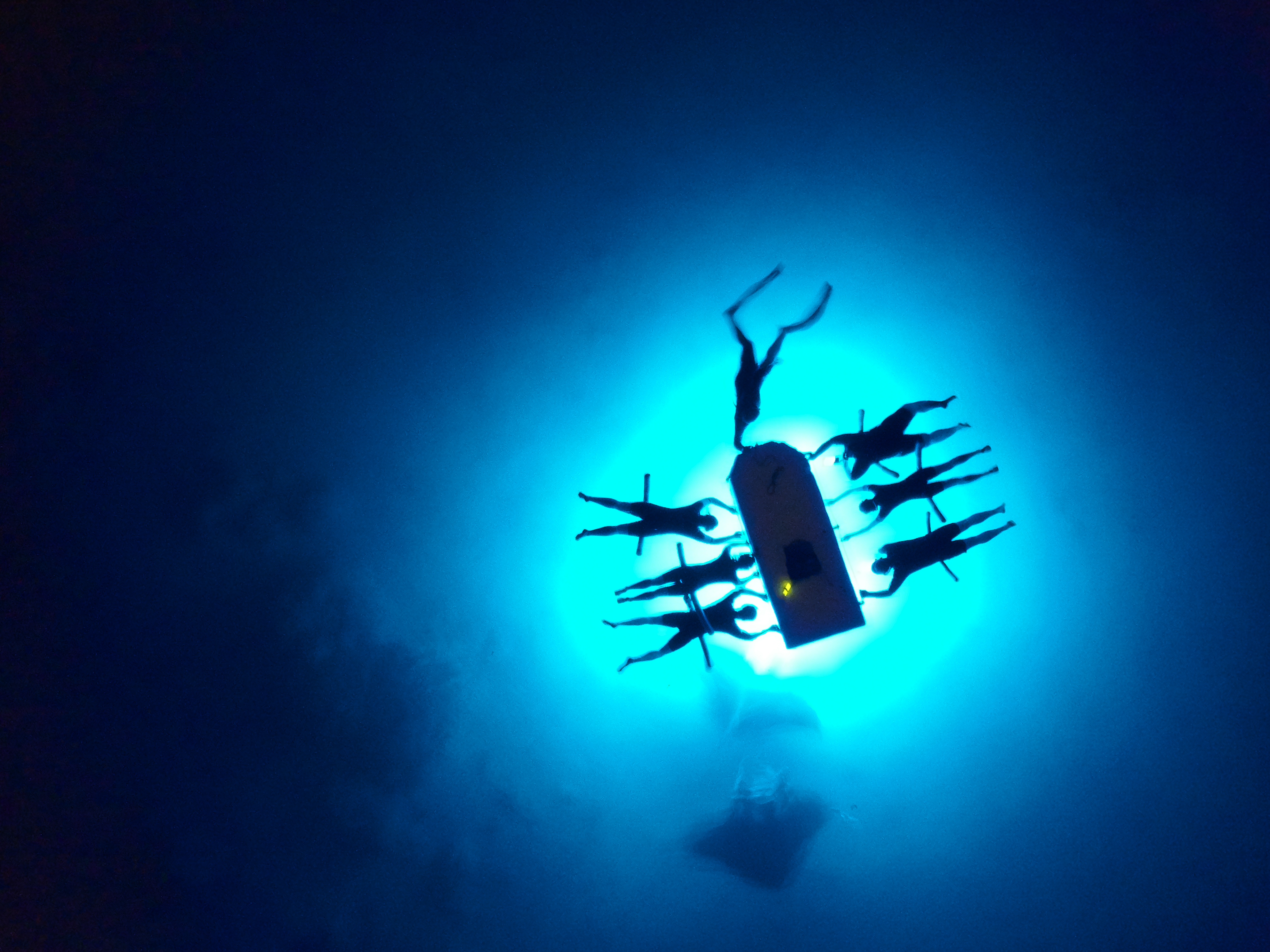 manta ray night snorkel camera