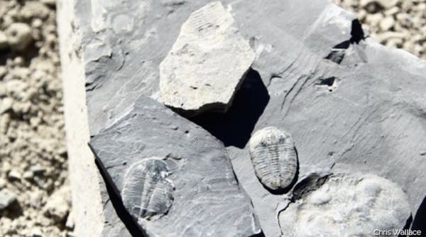 Gallery | U-Dig Fossils