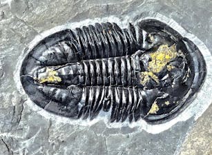 troglodyte fossil