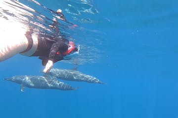 a person swimming in the water with dolphins