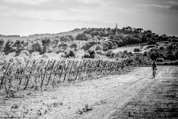 cycling through a vineyard