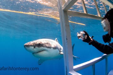 Cage Diving with Great White sharks
