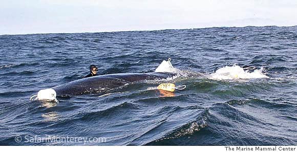 safarimonterey-com-j-moskito-whale-rescue