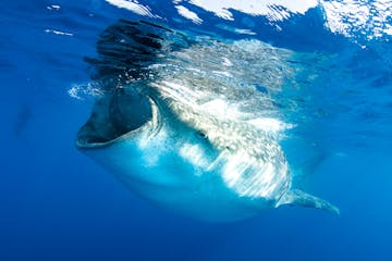 Whale-shark