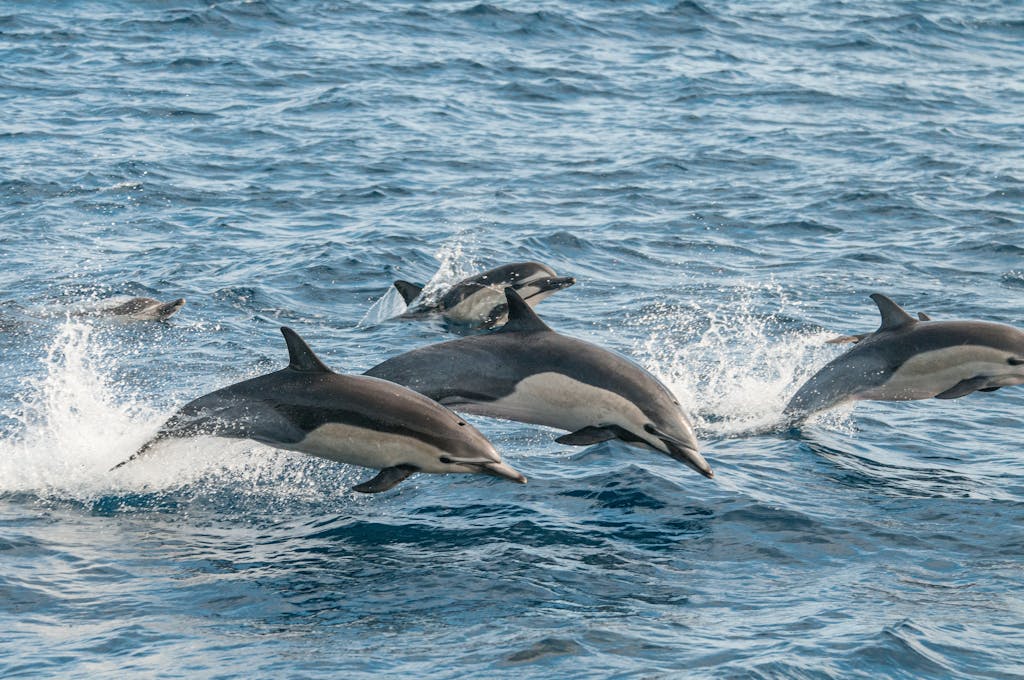 Wild Dolphins jumping 