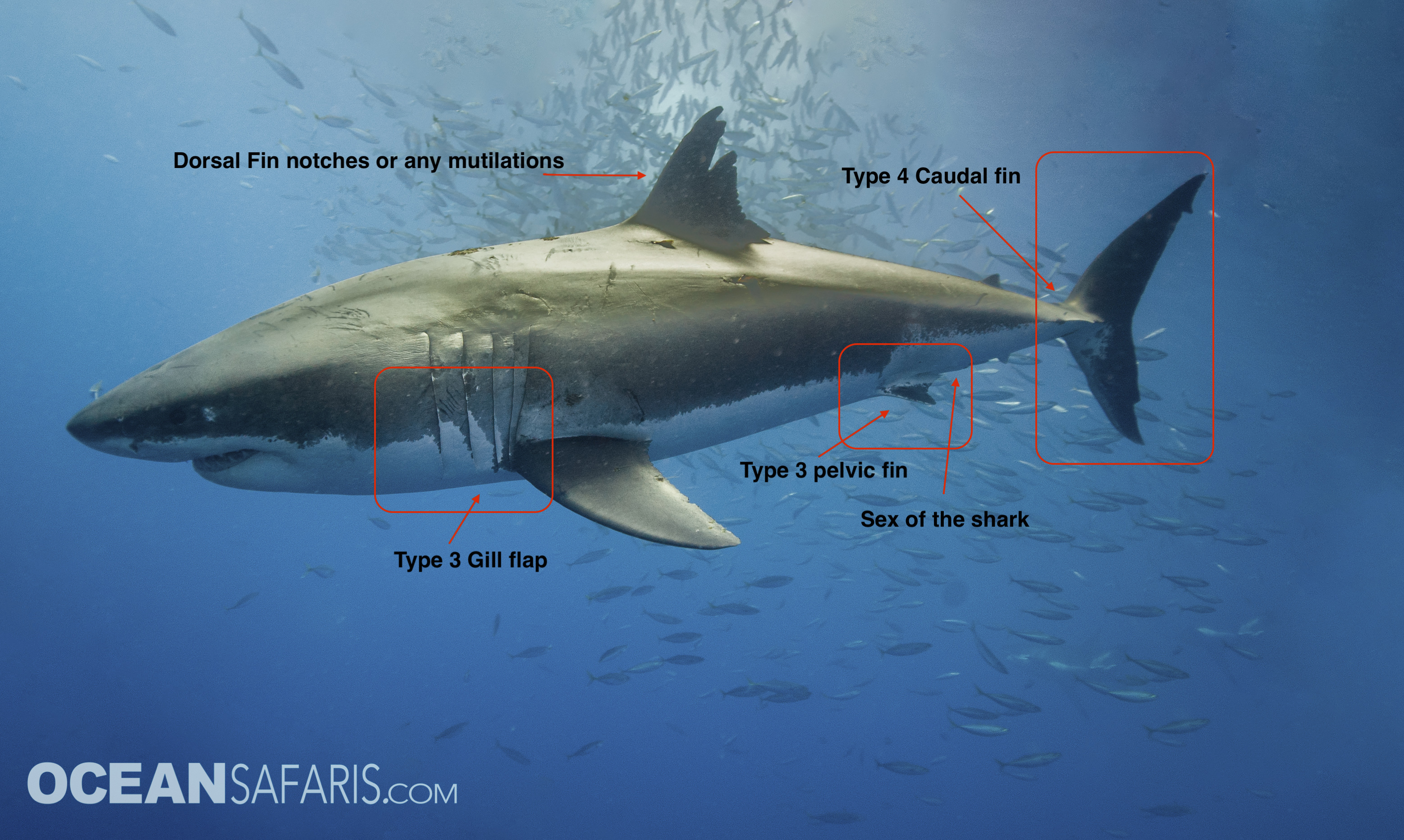 Shark Identifier