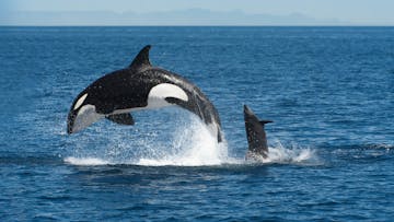 a killer whale jumping out of the water