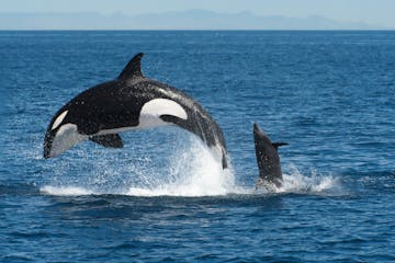 a killer whale jumping out of the water