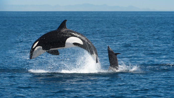 orca whales jumping