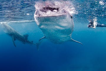 Whale Sharks in the Philippines
